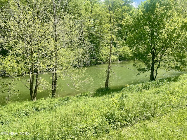 view of local wilderness