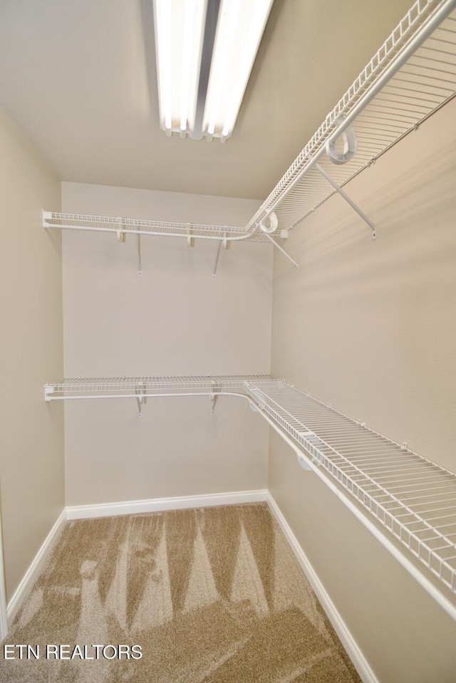 spacious closet featuring carpet flooring