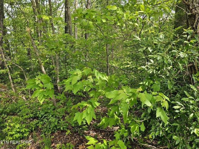 Sutherland Dr, Helenwood, TN 37755 - photo 4
