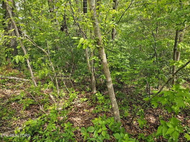 Sutherland Dr, Helenwood, TN 37755 - photo 5