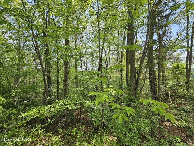 Sutherland Dr, Helenwood, TN 37755 - photo 8