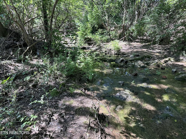 view of local wilderness