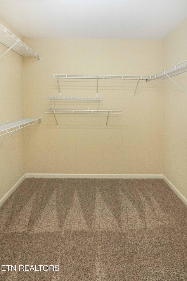 walk in closet featuring carpet