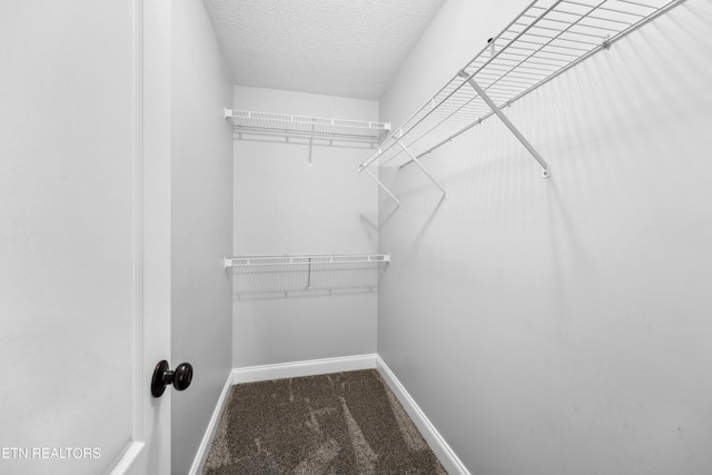 walk in closet featuring carpet floors
