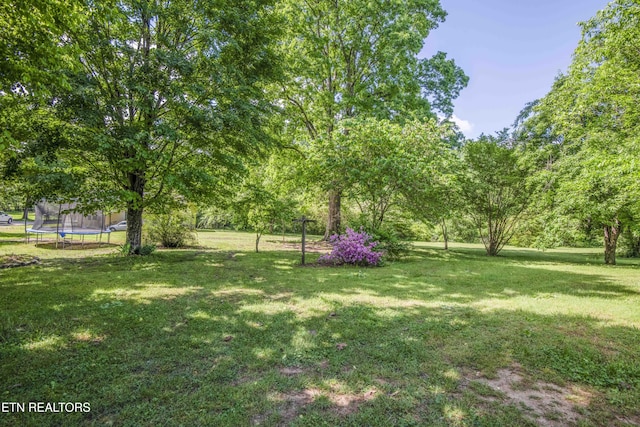 941 Pine Top St, Lenoir City, TN 37772 - view of yard featuring a trampoline