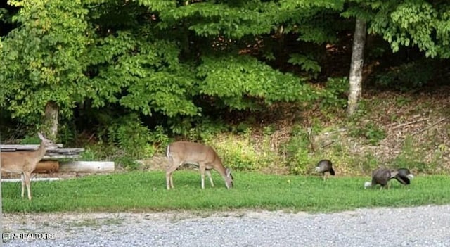 2644 Union Hill Rd, Parrottsville, TN 37843