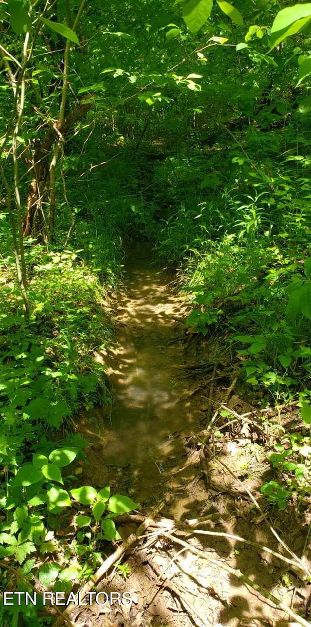 1040 Sturmhaben Way, Newport, TN 37821 - view of undeveloped land