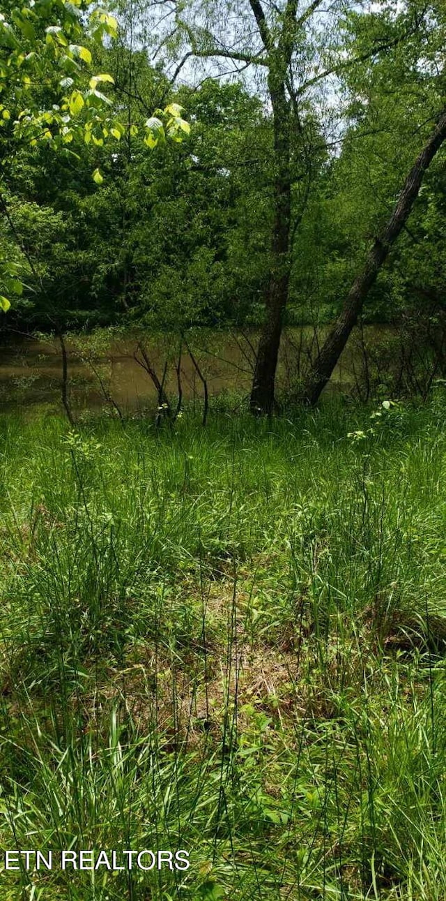 1040 Sturmhaben Way, Newport, TN 37821 - view of local wilderness