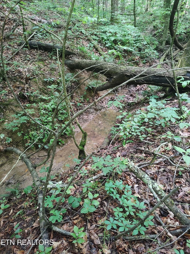 1040 Sturmhaben Way, Newport, TN 37821 - view of undeveloped land