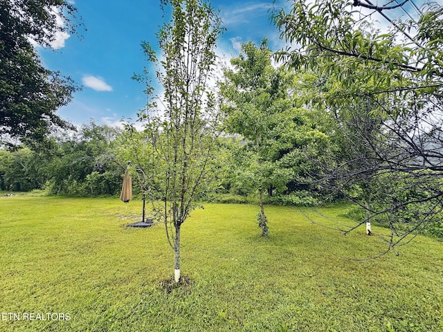 view of green lawn