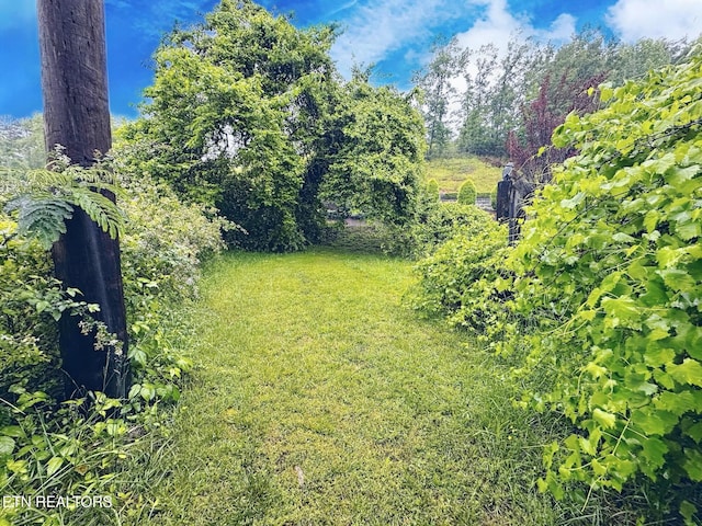 view of green lawn