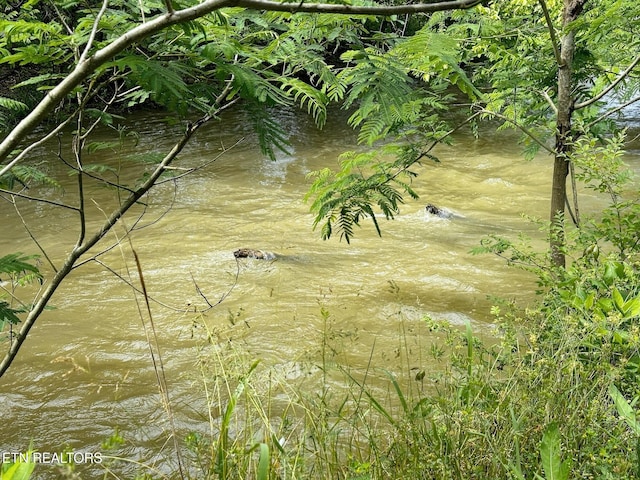 view of local wilderness