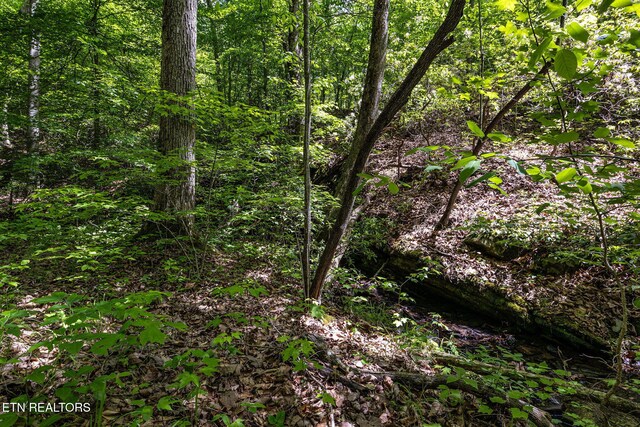 776 Salem Valley Rd, Ten Mile, TN 37880 - view of woods