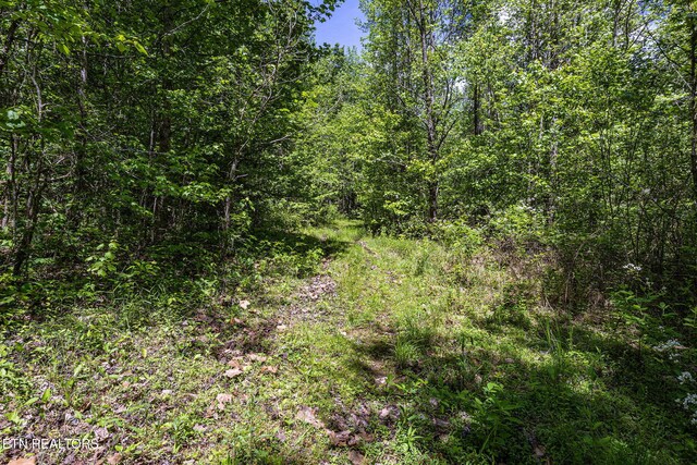 776 Salem Valley Rd, Ten Mile, TN 37880 - view of woods