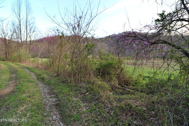 Brimstone Rd, Robbins, TN 37852 - photo 12