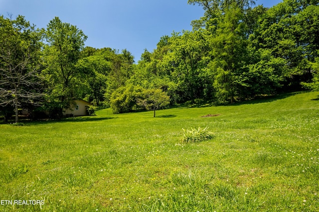 1328 Hillvale Rd, Louisville, TN 37777 - photo 6