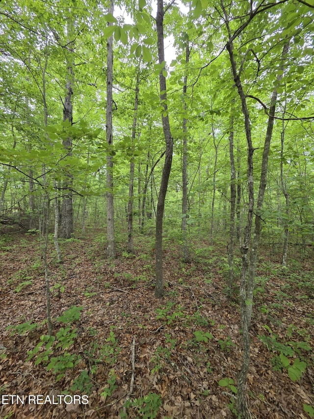 2 Cumberland Lakes Dr, Monterey, TN 38574 - photo 6