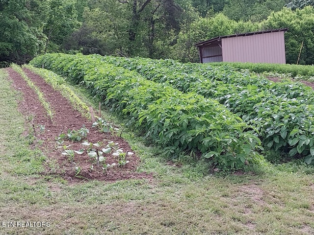 3381 Upper Caney Valley Rd, Tazewell, TN 37879 - view of yard featuring a view of trees