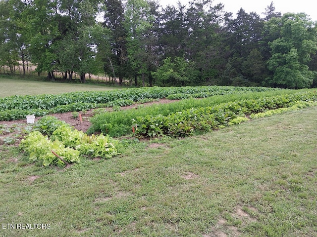 3381 Upper Caney Valley Rd, Tazewell, TN 37879 - view of grassy yard