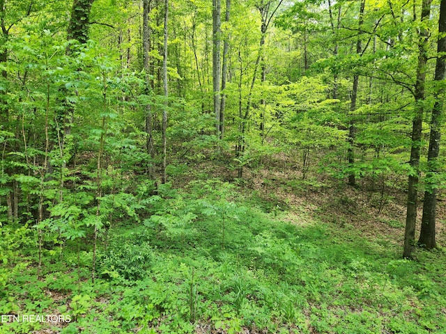 view of tree filled area