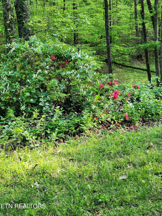 view of local wilderness