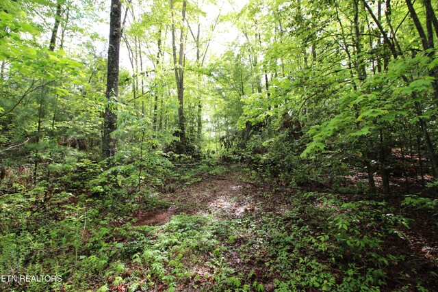 25.24AC Loyd Knox Rd, Grandview, TN 37337 - photo 4