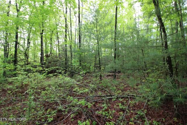 25.24AC Loyd Knox Rd, Grandview, TN 37337 - photo 6
