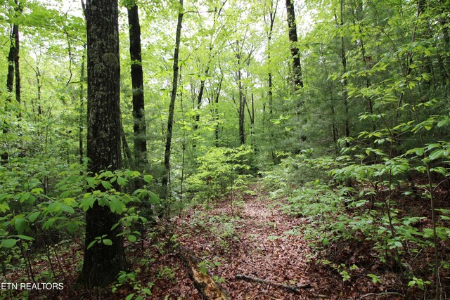 25.24AC Loyd Knox Rd, Grandview, TN 37337 - photo 7