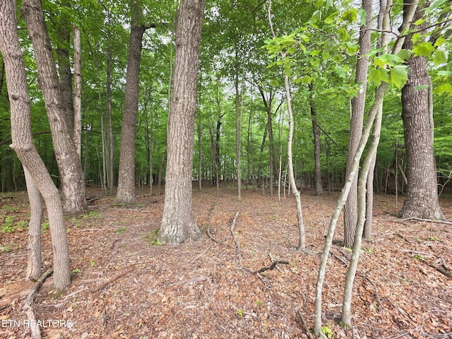 1640 E Overlook Rd, Monterey, TN 38574 - view of wooded area