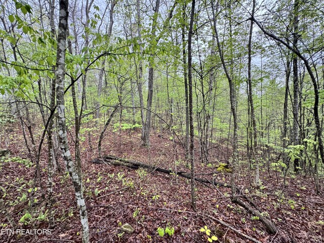 60268 Red Rock Ln, Crawford, TN 38554 - photo 5