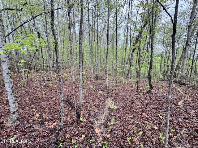 60268 Red Rock Ln, Crawford, TN 38554 - photo 7
