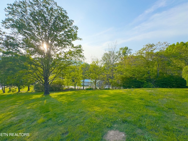 161 Cedar Ln, Rocky Top, TN 37769 - view of green lawn