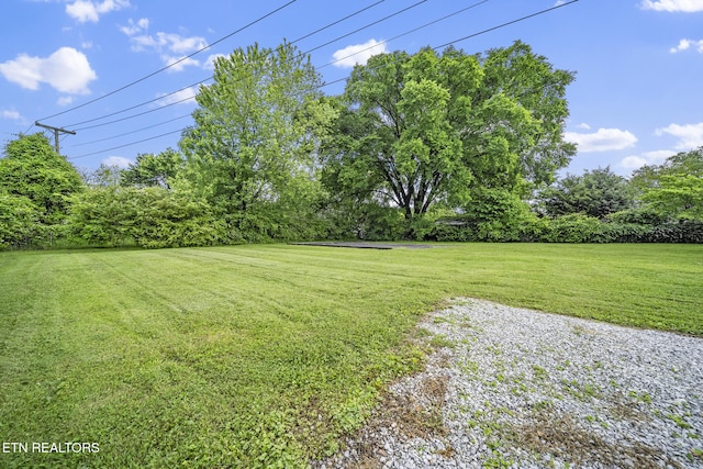 2007 NE Albert Ave, Knoxville, TN 37917 - view of green lawn