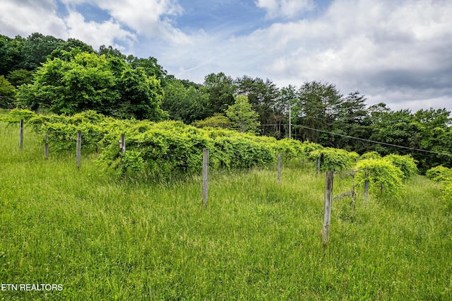 219 Bunch Ln, Clinton, TN 37716 - photo 9