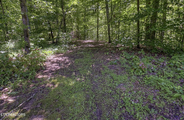 view of woods