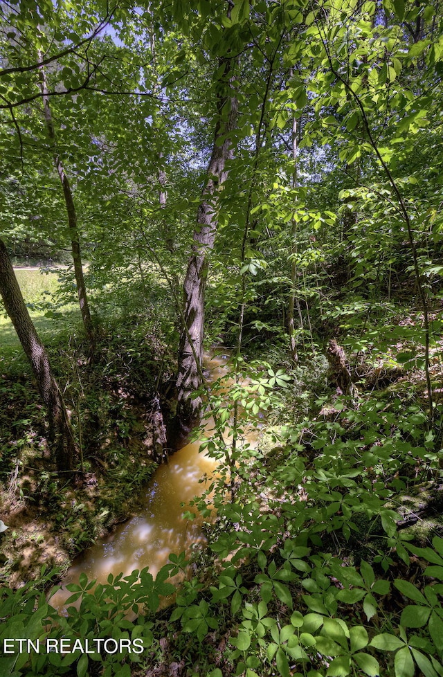 view of local wilderness