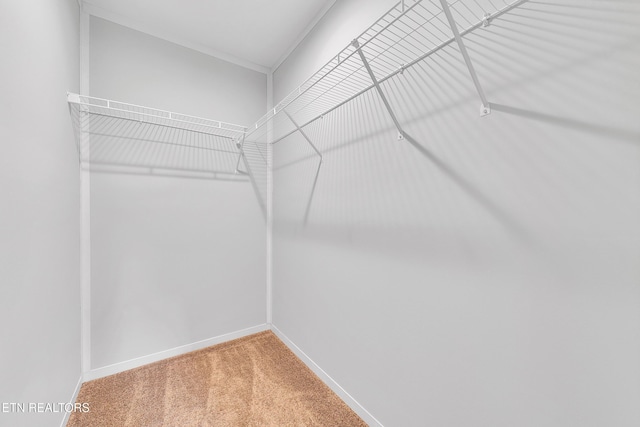1559 River Path, Morristown, TN 37813 - walk in closet featuring carpet