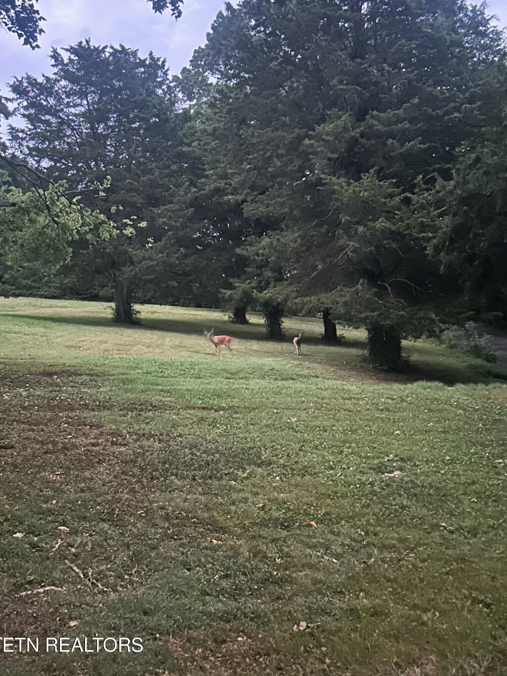 3729 Vista Rd, Louisville, TN 37777 - view of grassy yard