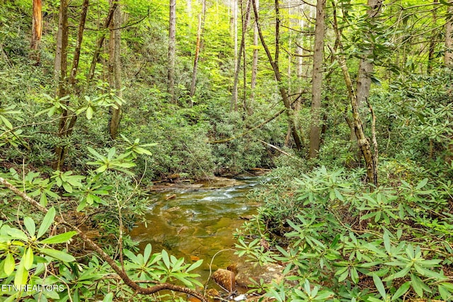 1854 Catusa Rd, Wartburg, TN 37887 - view of tree filled area