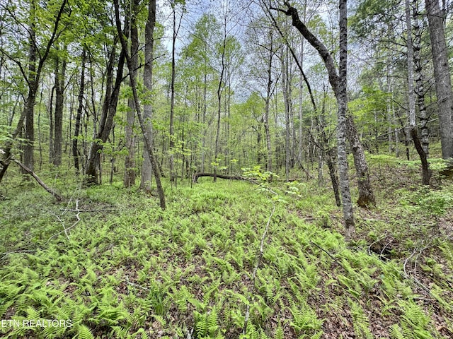 Christenson Rd, Deer Lodge, TN 37726