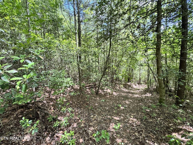 Bear Hollow Rd, Oneida, TN 37841 - photo 10