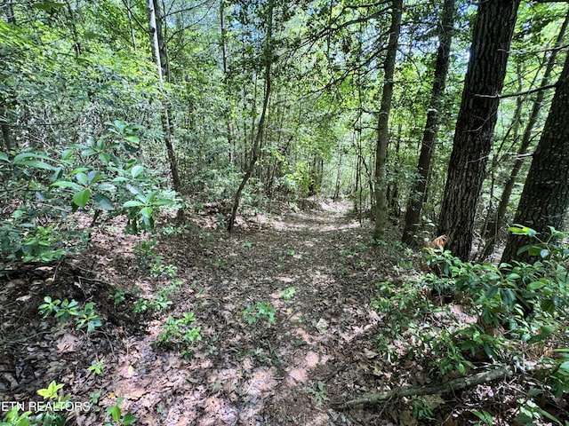 Bear Hollow Rd, Oneida, TN 37841 - photo 11