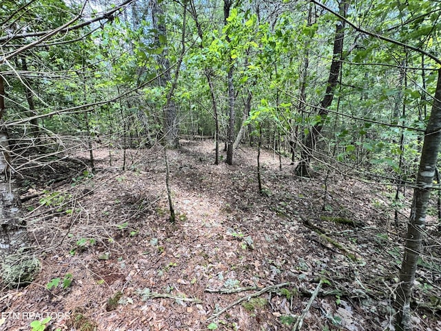 Bear Hollow Rd, Oneida, TN 37841 - photo 12