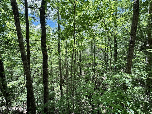 Bear Hollow Rd, Oneida, TN 37841 - photo 15