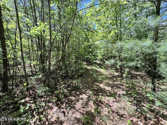 Bear Hollow Rd, Oneida, TN 37841 - photo 16
