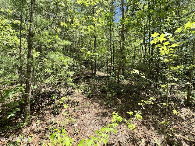Bear Hollow Rd, Oneida, TN 37841 - photo 18