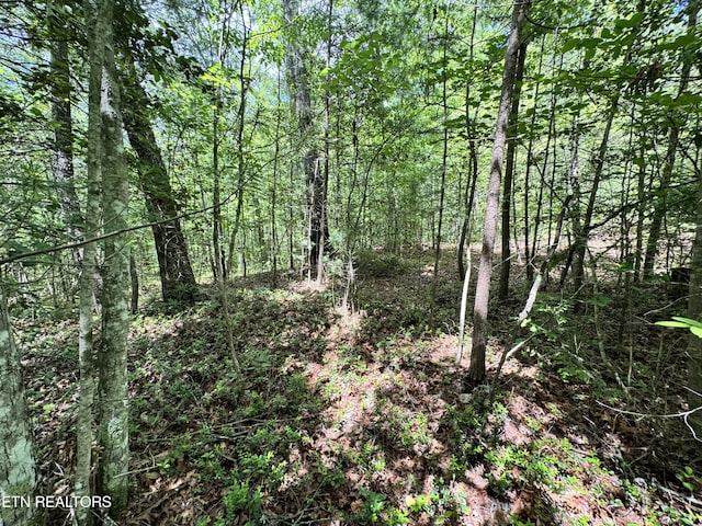 Bear Hollow Rd, Oneida, TN 37841 - photo 19