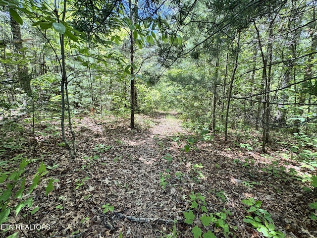 Bear Hollow Rd, Oneida, TN 37841 - photo 21