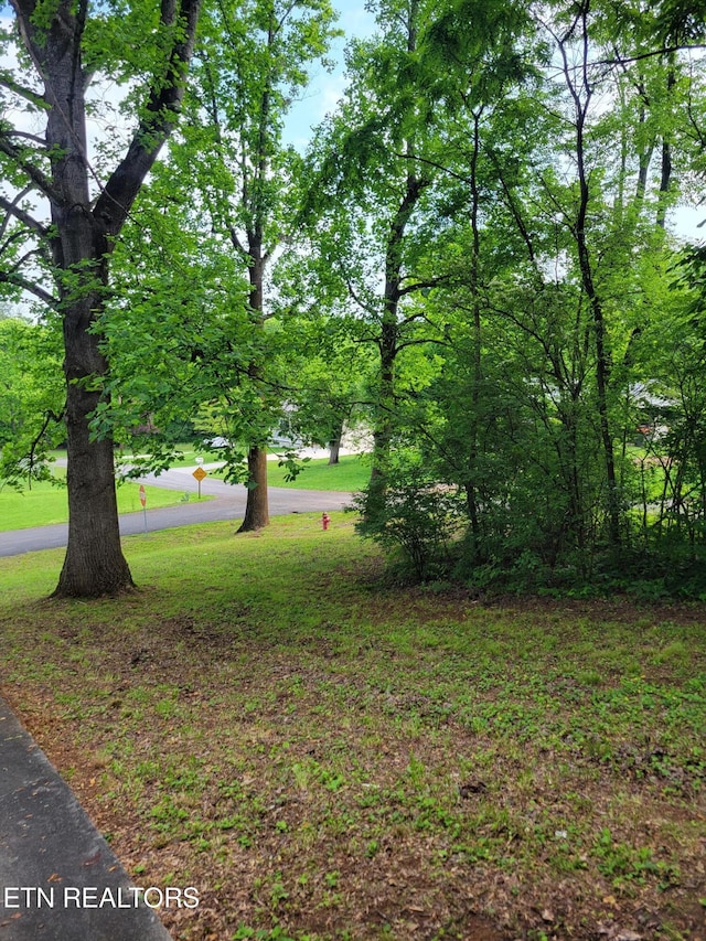 1403 Skyline Dr, New Market, TN 37820 - view of green lawn