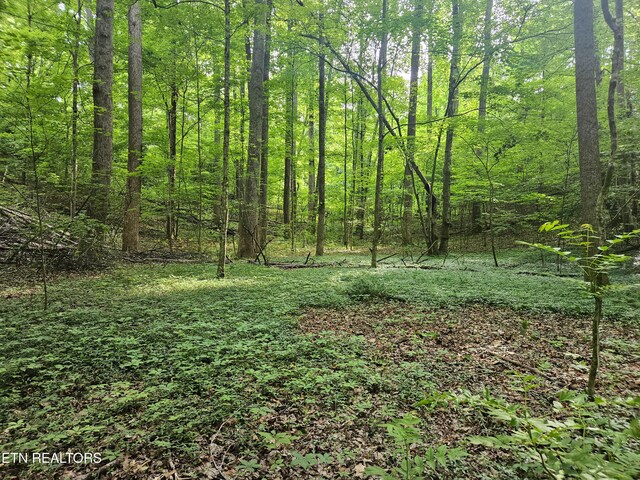 Cruze Rd, Powell, TN 37849 - photo 5
